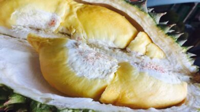 Musim durian sebentar lagi benarkah king of fruit pemicu kolesterol